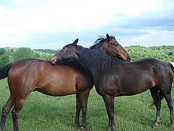 HorseLove.jpg