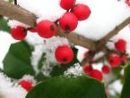 holly.jpg