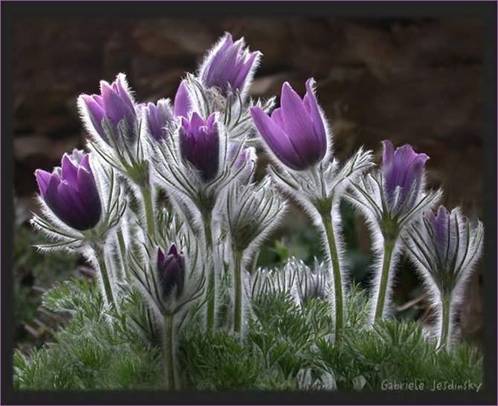purple crocus.jpg